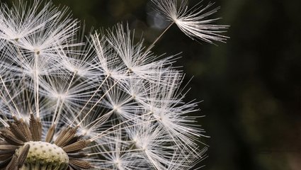 Pusteblume, Foto: Matthias Süßen (matthias-suessen.de), Lizenz: Lizenz CC BY-SA, https://creativecommons.org/licenses/by-sa/4.0, Wikimedia Commons, Original beschnitten und bearbeitet